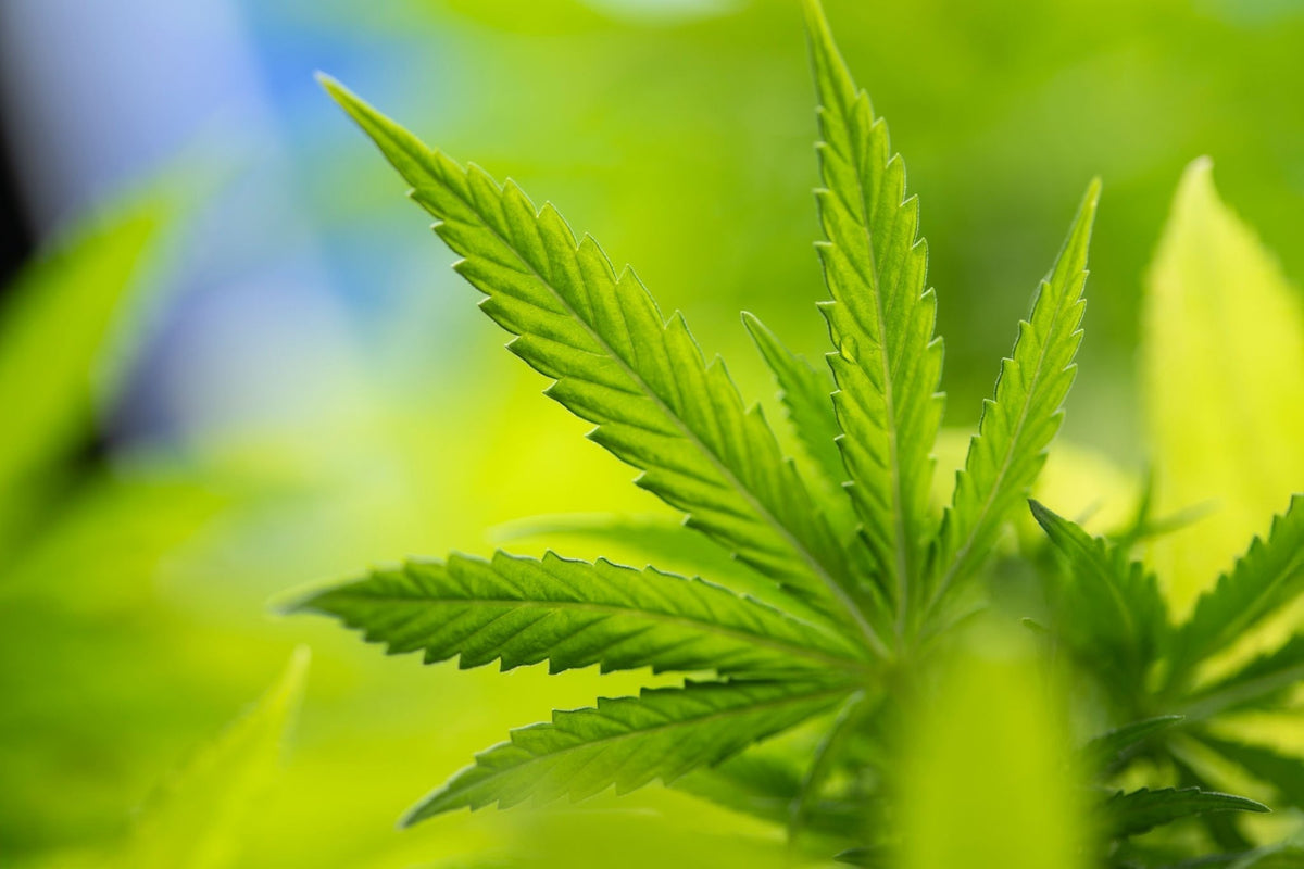 CBD for beginners. What exactly is CBD? - Swiss Peak