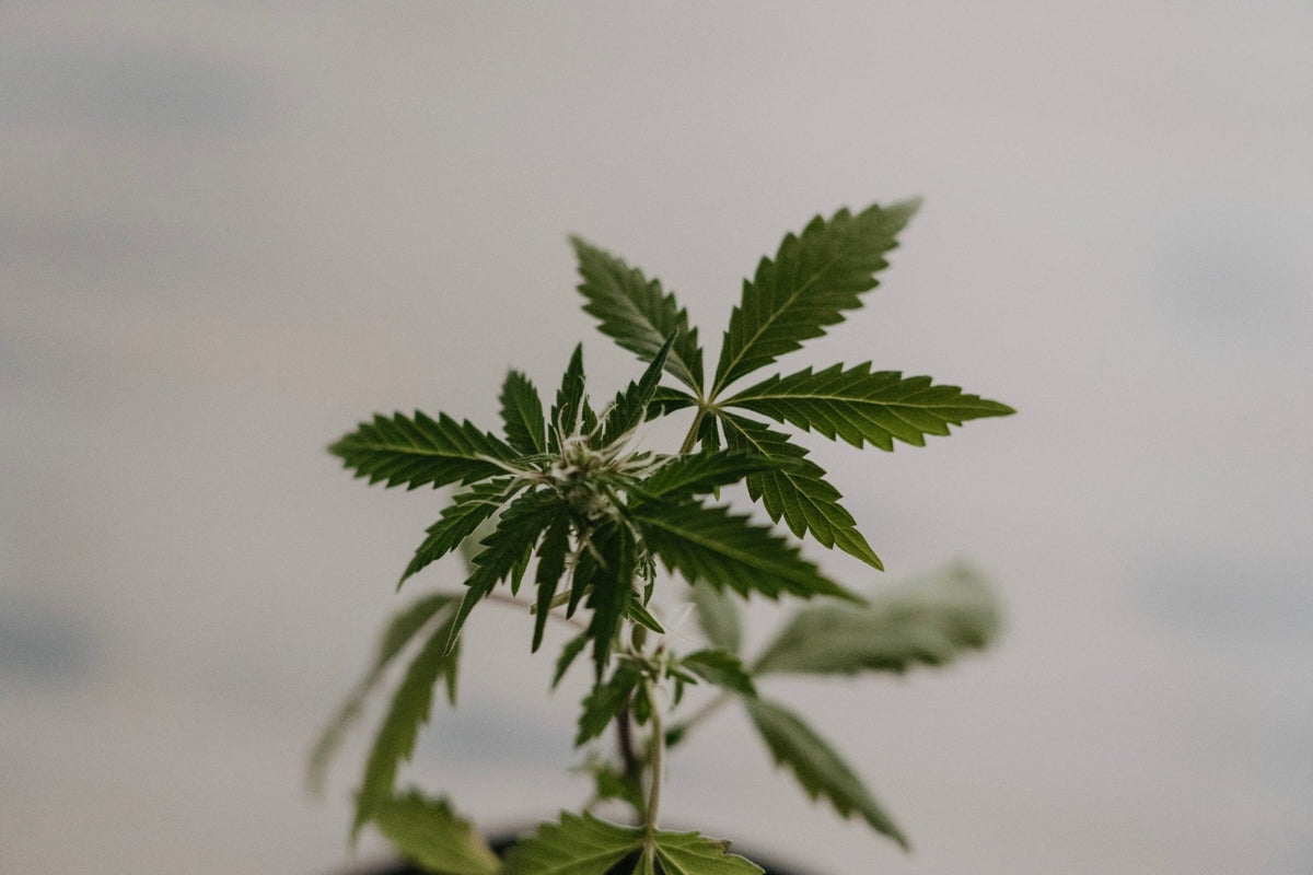 Whole Plant Hemp vs CBD Isolate: A Comprehensive Comparison - Swiss Peak