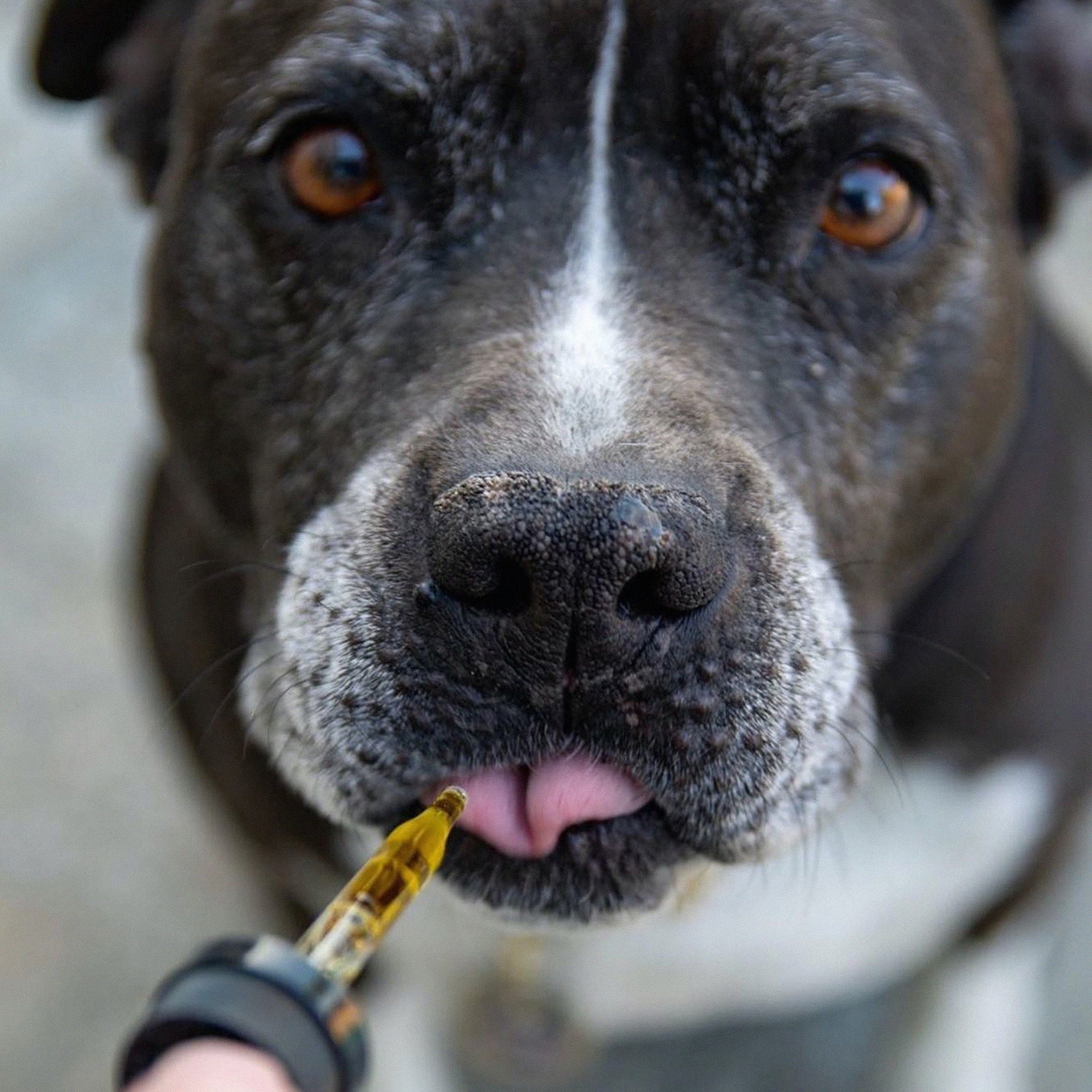 100ml Pet Oil - SwissPeakCBD